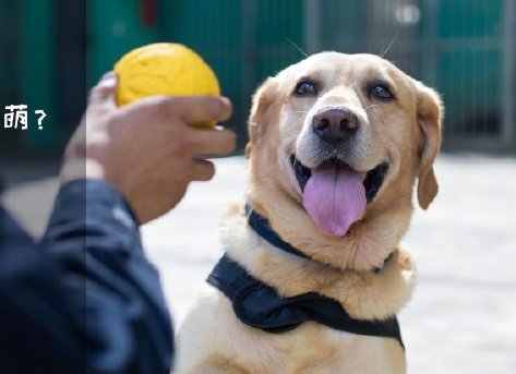 為了&ldquo;破冰&rdquo;，它們英勇無畏！