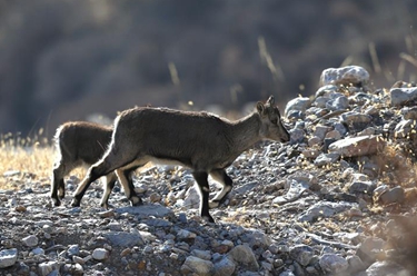 賀蘭山中的躍動(dòng)&ldquo;精靈&rdquo;