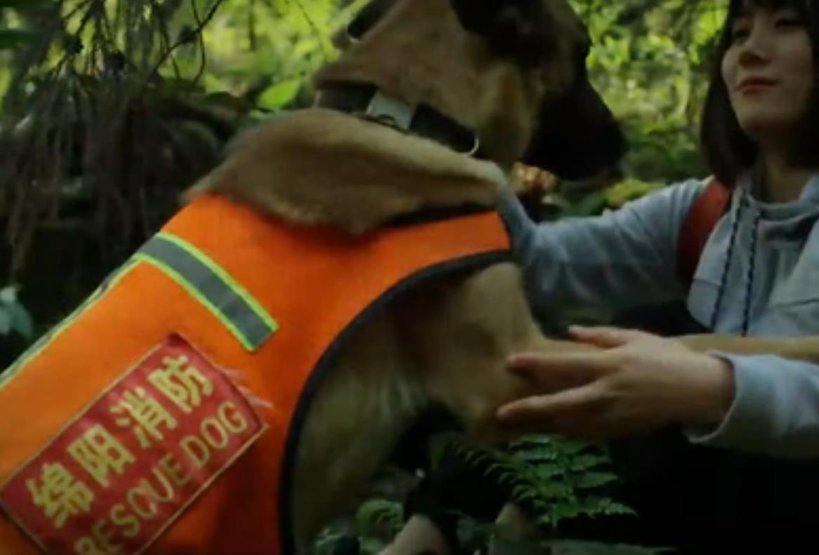 全國(guó)防災(zāi)減災(zāi)日｜無言的戰(zhàn)士 忠誠(chéng)的伙伴&mdash;&mdash;搜救犬