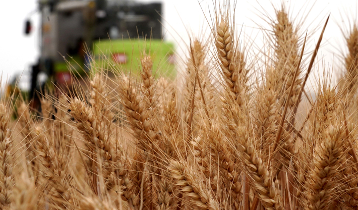 庚子之豐&mdash;&mdash;2020年河南夏糧豐收圖景