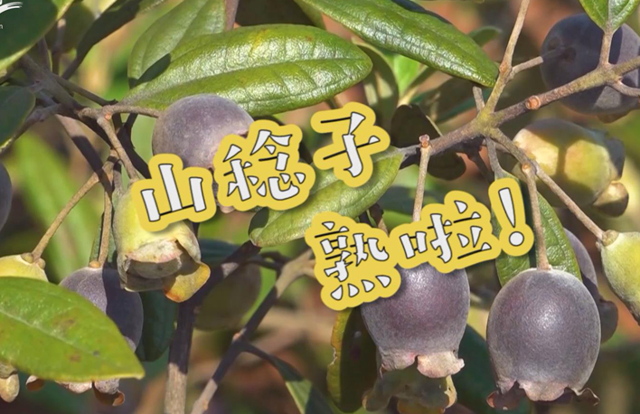 走向我們的小康生活丨山稔子熟啦！