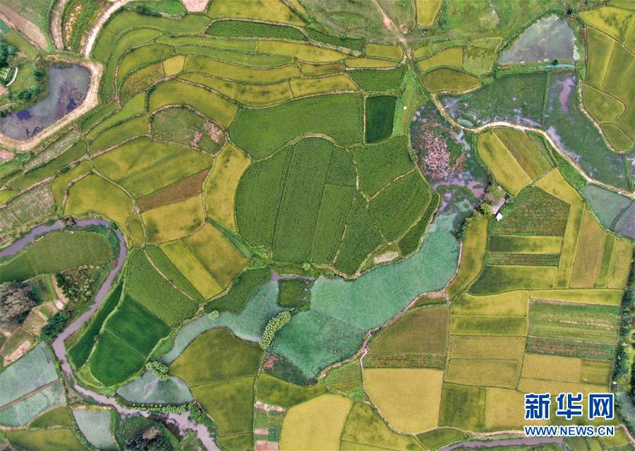 鄉(xiāng)村稻田&ldquo;調(diào)色板&rdquo;