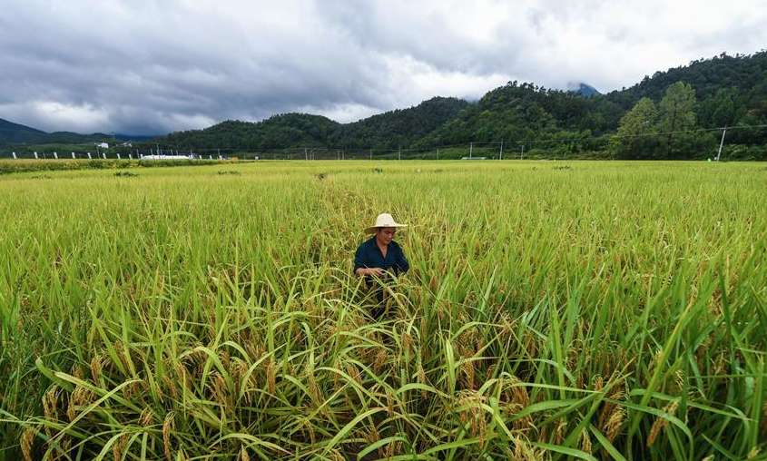 &ldquo;稻香節(jié)&rdquo;慶豐收