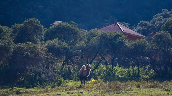 青?？柎澹?ldquo;光棍村&rdquo;的華麗轉(zhuǎn)身