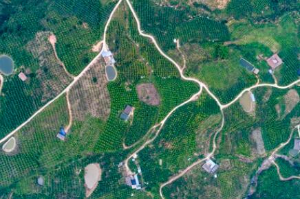 金沙江畔新華坪：黑色轉(zhuǎn)綠色，荒山變金山