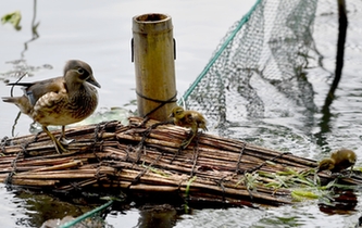 超有愛！西湖里的鴛鴦&ldquo;愛心橋&rdquo;升級