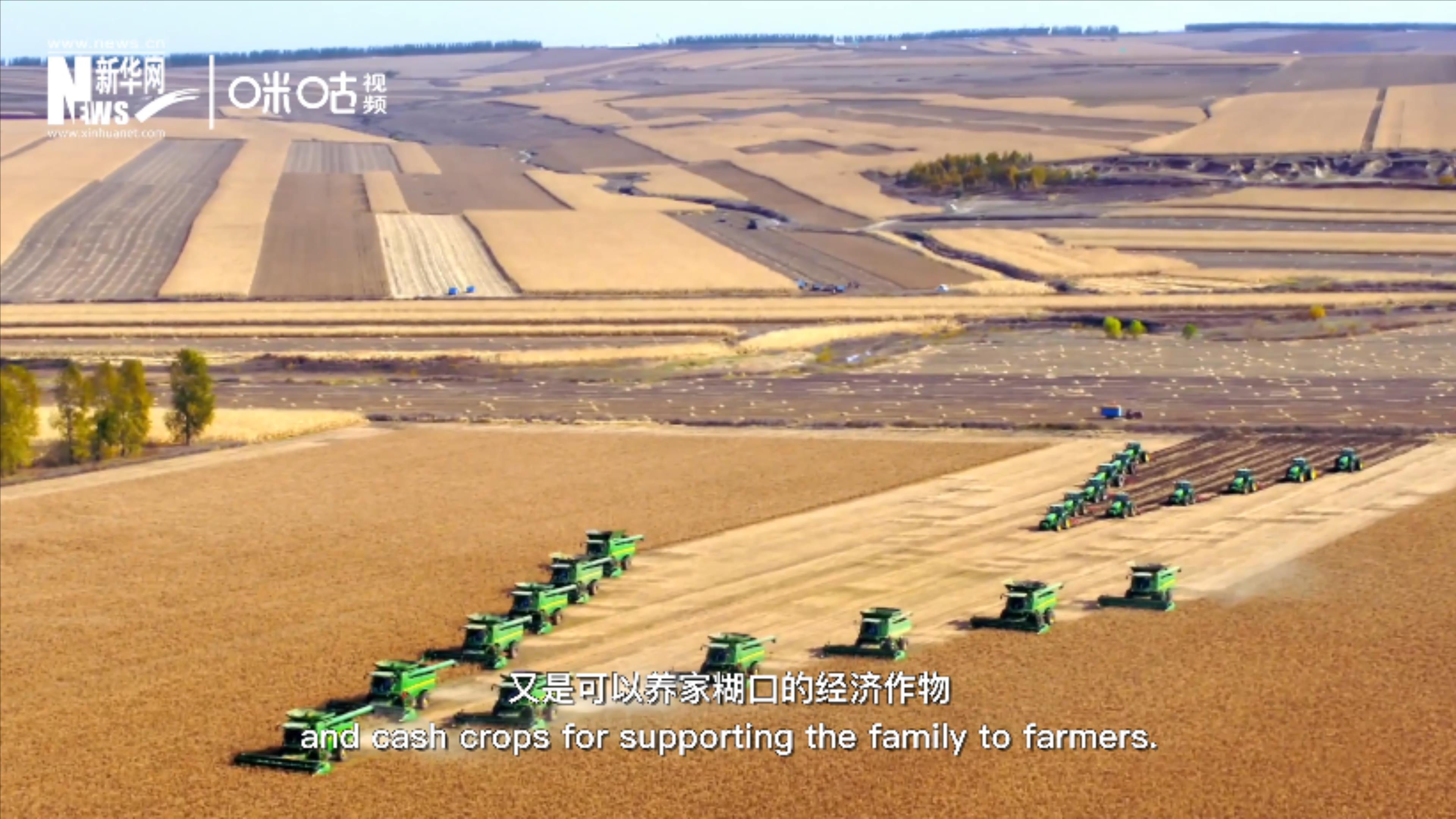 豆類既是可以擺上餐桌的食物，又是可以養(yǎng)家糊口的經(jīng)濟(jì)作物