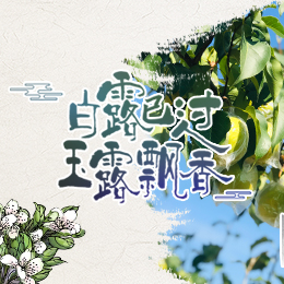 白露已過，玉露飄香