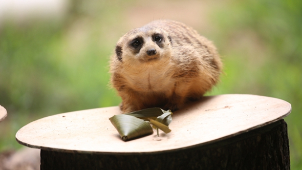 歡樂&ldquo;粽&rdquo;動員！小動物們吃上了&ldquo;專屬&rdquo;粽子