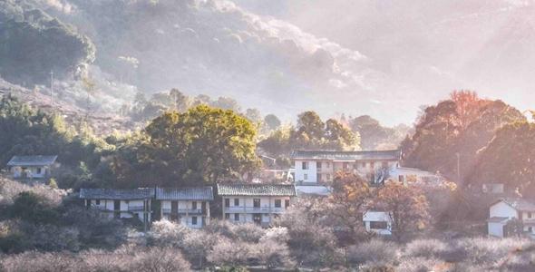 &ldquo;海峽組合&rdquo;開民宿 青梅花開香雪海