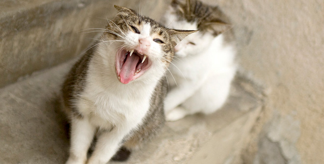 你見過這樣的腹黑貓嗎？