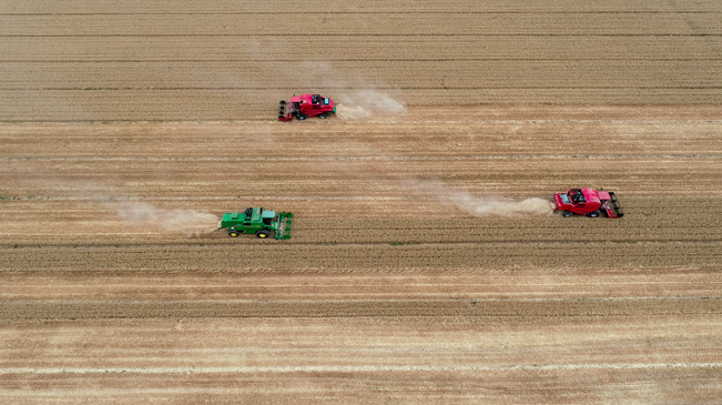 【&ldquo;飛閱&rdquo;中國】黃河兩岸，麥浪翻滾遍地金