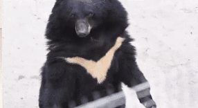 被懷疑是&ldquo;人扮的&rdquo; 成都動(dòng)物園黑熊人模人樣