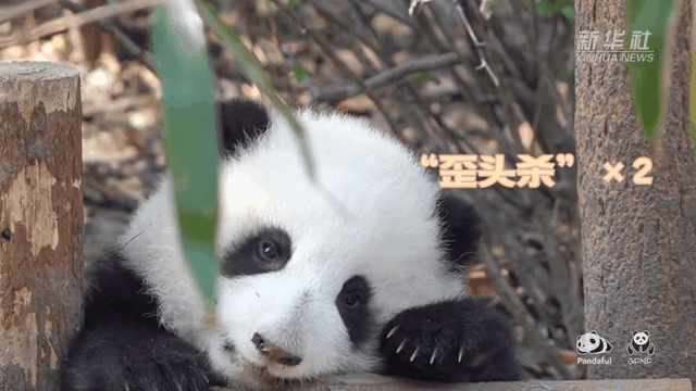 請(qǐng)注意，前方有滾滾發(fā)起近距離&ldquo;歪頭殺&rdquo;