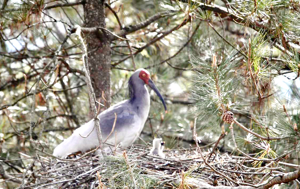 陜西漢中4只朱鹮寶寶&ldquo;早產(chǎn)&rdquo;23天全部存活
