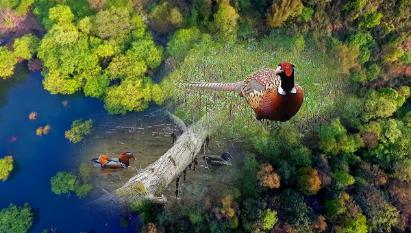 世界地球日丨神奇珍稀動(dòng)物在哪里？車八嶺國(guó)家級(jí)自然保護(hù)區(qū)走一波