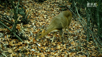 呆萌可愛！國家三有保護(hù)動物小麂現(xiàn)身重慶陰條嶺