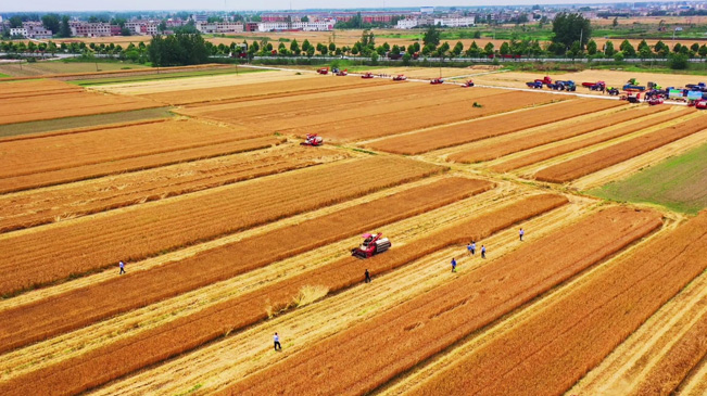 瞰豐收！風(fēng)吹麥浪 &ldquo;鐵馬&rdquo;馳騁