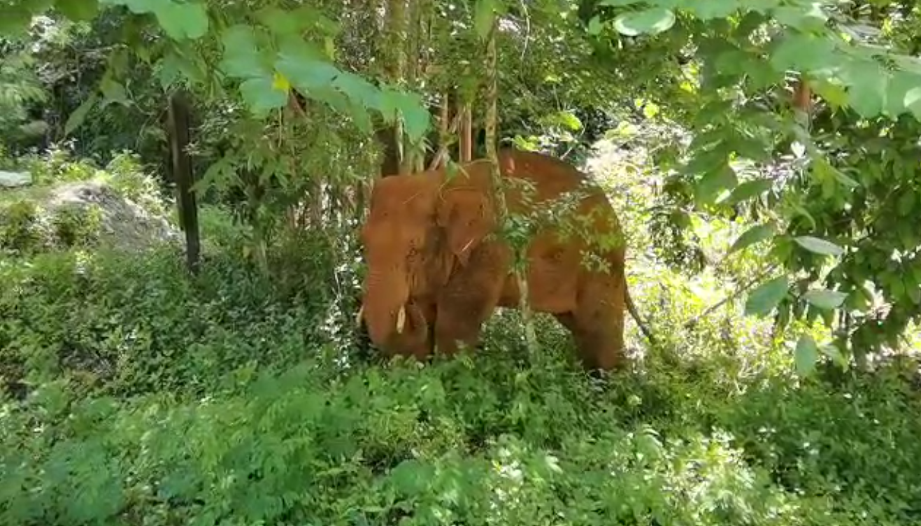 離群32天！云南北移離群獨象安全回家 專家詳解獨象&ldquo;南歸&rdquo;