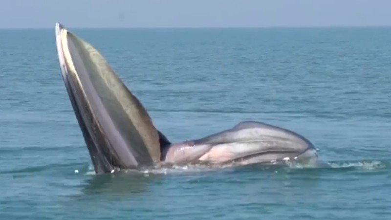 罕見(jiàn)！布氏鯨首次主動(dòng)靠近科研船