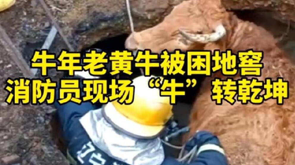 牛年老黃牛被困地窖，消防員現場&ldquo;牛&rdquo;轉乾坤！
