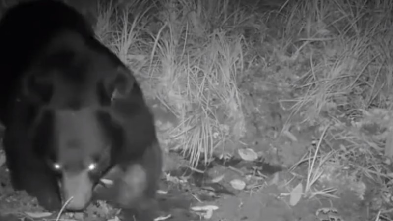 熊出沒！云南拍到黑熊喝水滾泥潭畫面