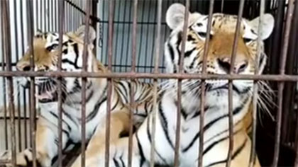 專家分析：老虎咬死飼養(yǎng)員事件 暴露哪些問題？