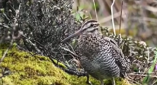 四川綿陽(yáng)：拍攝到罕見(jiàn)鳥(niǎo)類&mdash;&mdash;林沙錐影像
