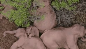 &ldquo;象&rdquo;往何處？ 亞洲象的&ldquo;正確睡姿&rdquo;什么樣？