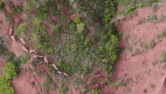 &ldquo;象&rdquo;往何方？ 象群正翻山南行 當(dāng)?shù)赜行蚴枭⑷罕? /></a>
<div   id=