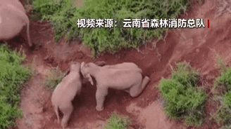 &ldquo;象&rdquo;往何方？野象群持續(xù)向南行進(jìn)