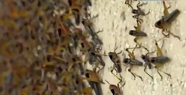 恐怖！ 漫天飛舞 俄邊疆區(qū)遭蝗蟲、瓢蟲侵襲