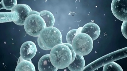 美國：&ldquo;超級真菌&rdquo;致百余人感染 三人死亡