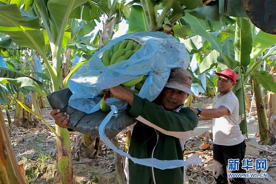 （國際&middot;圖文互動）（3）菲律賓香蕉&ldquo;北上&rdquo;記