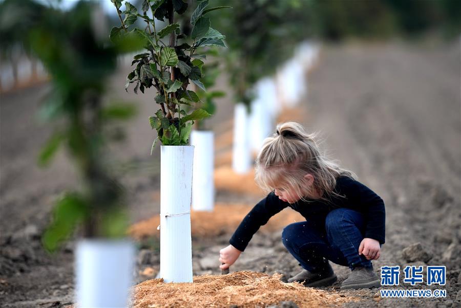 (國(guó)際·圖文互動(dòng))(10)“這些樹寄托著我們對(duì)中國(guó)市場(chǎng)的信心”——探訪美俄勒岡州榛子果農(nóng)