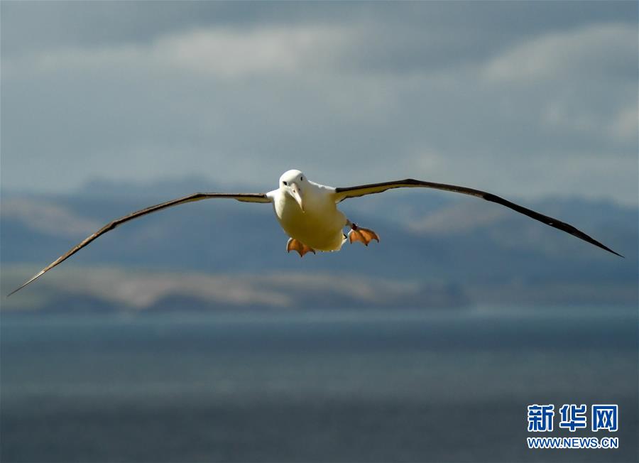 （國際&middot;圖文互動(dòng)）（2）通訊：探訪新西蘭泰厄羅阿角信天翁之家