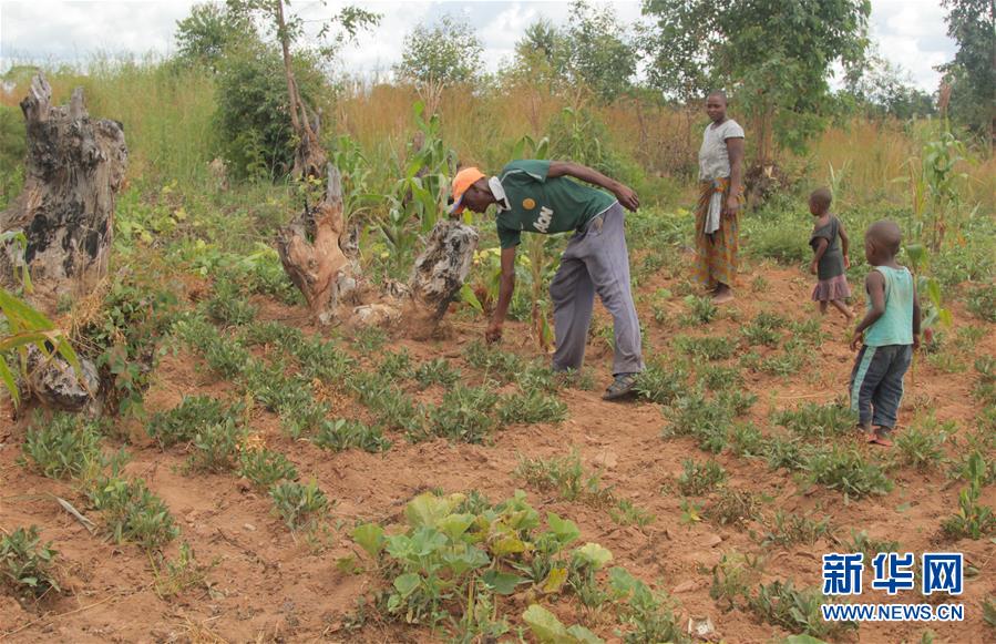 (國(guó)際)(3)津巴布韋預(yù)計(jì)今年逾700萬(wàn)人將面臨糧食短缺