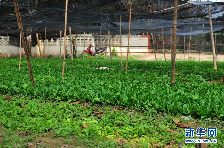 （國(guó)際&middot;&ldquo;一帶一路&rdquo;高峰論壇&middot;圖文互動(dòng)）（3）蔬菜基地誕生記&mdash;&mdash;中國(guó)技術(shù)讓老撾首都郊區(qū)農(nóng)戶受益匪淺