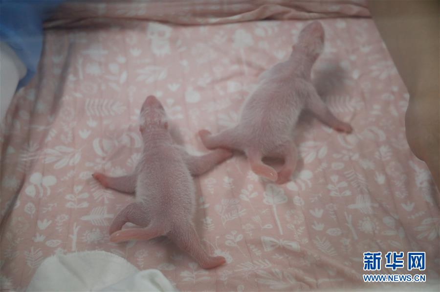 （國際）（4）旅比大熊貓&ldquo;好好&rdquo;產(chǎn)下龍鳳胎