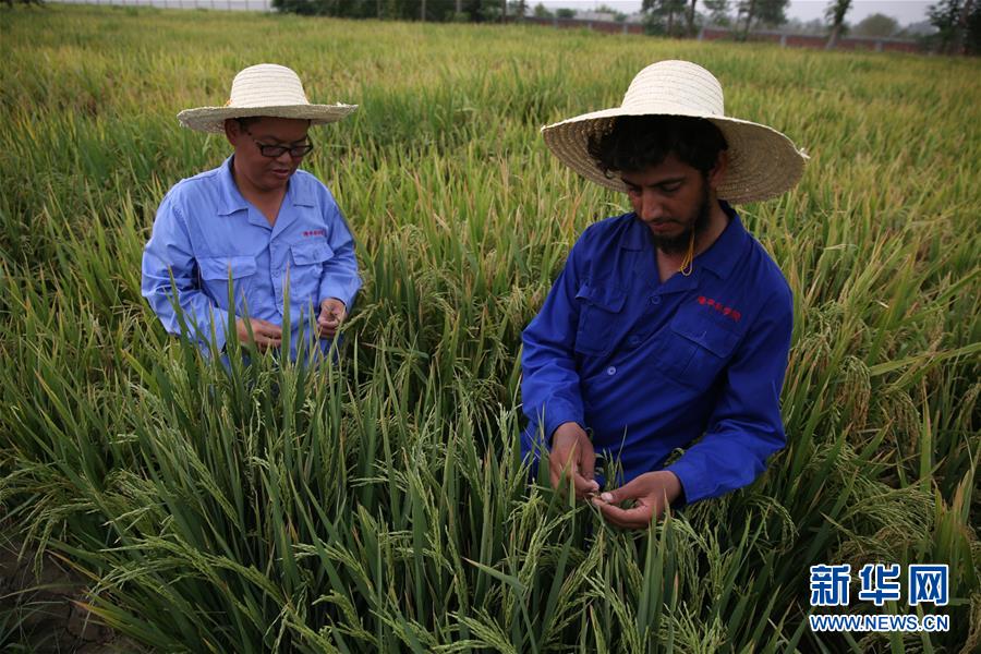 （國(guó)際&middot;圖文互動(dòng)）（1）通訊：達(dá)則兼濟(jì)天下&mdash;&mdash;記在巴基斯坦教授雜交水稻技術(shù)的中國(guó)專家