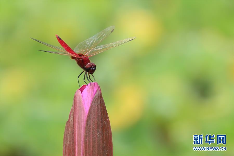 （國際&middot;年終報道）（7）2019，精&ldquo;彩&rdquo;紛呈
