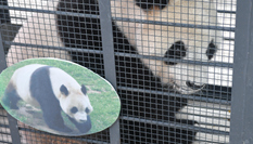 &ldquo;闖關(guān)東&rdquo;大熊貓返鄉(xiāng)并計(jì)劃&ldquo;生娃&rdquo;