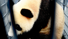 熊貓姐妹花&ldquo;落戶(hù)&rdquo;吉林長(zhǎng)春