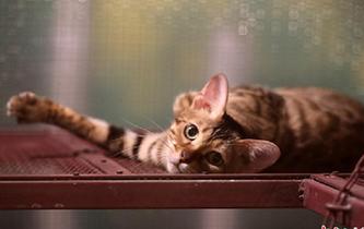 可愛(ài)小動(dòng)物齊聚江蘇常州 吹響萌寵&ldquo;集結(jié)號(hào)&rdquo;