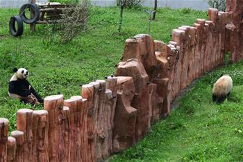 大熊貓&ldquo;姐妹花&rdquo;安然度暑