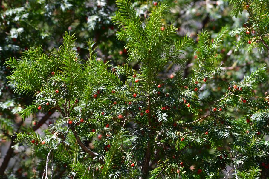 時(shí)隔40多年，我國再度發(fā)現(xiàn)珍稀瀕危植物密葉紅豆杉種群