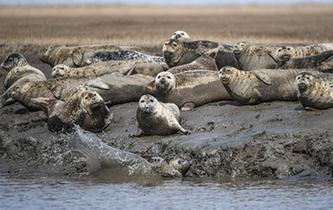 斑海豹洄游棲息遼河入?？? />  
<div>斑海豹洄游棲息遼河入?？?/div>
</a> 
</div>
<div   id=