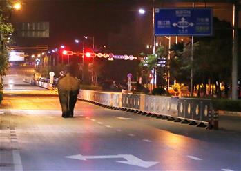 云南普洱鬧市區(qū)上演&ldquo;象出沒&rdquo;